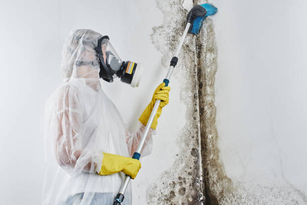Best Certified Mold Removal  in , DE