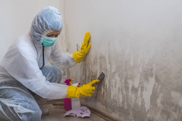 Best Mold Damage Repair  in , DE