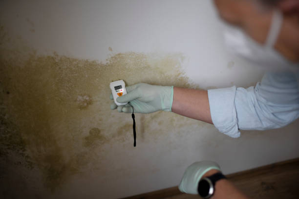 Best Toxic Mold Removal  in , DE