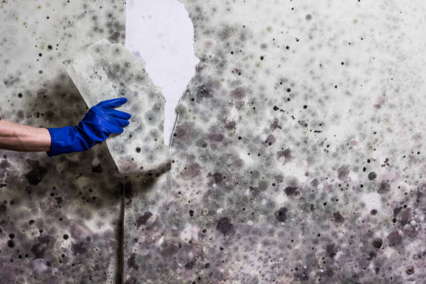 Best Black Mold Removal  in , DE